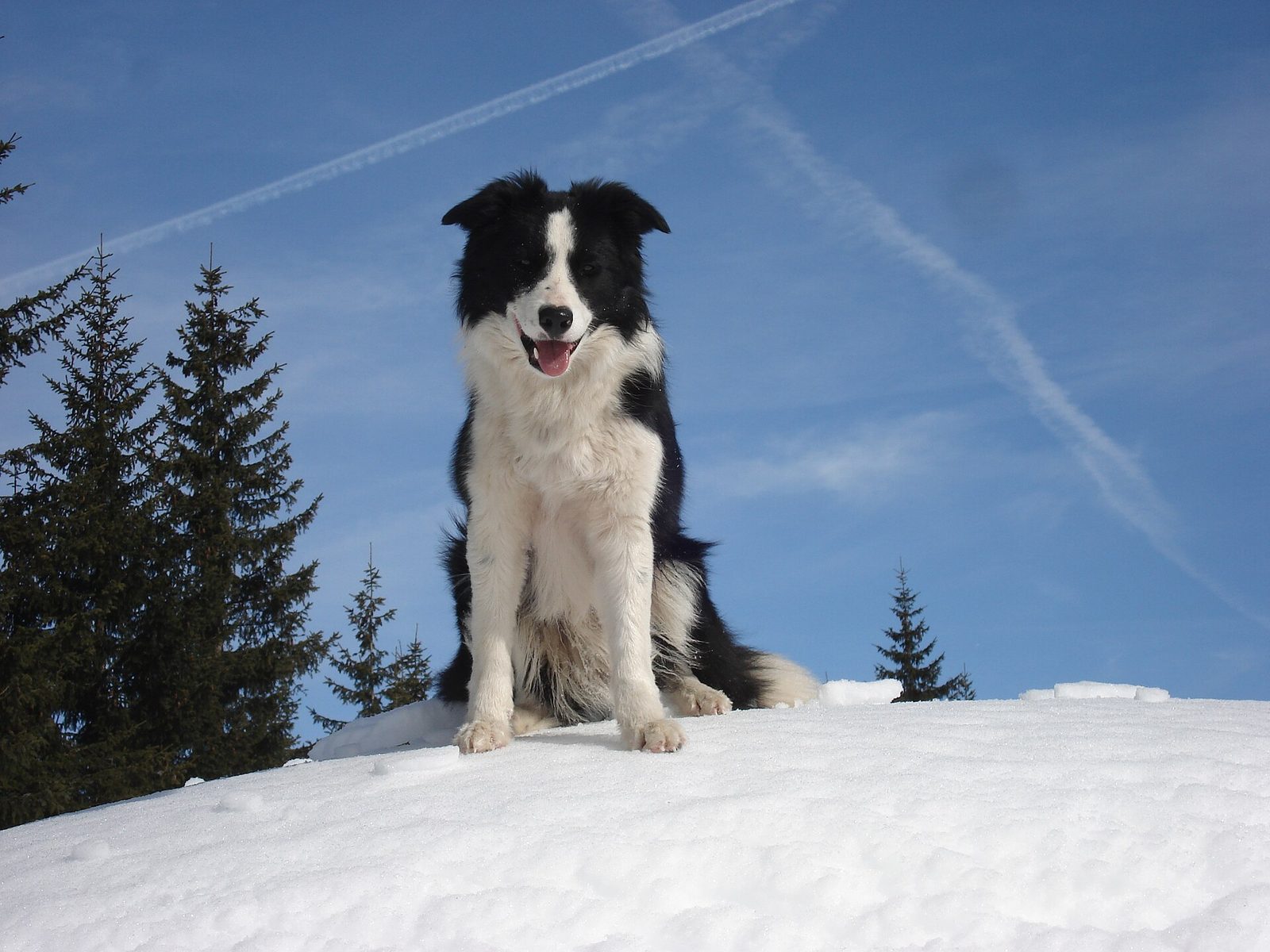 How to Stop Leash Pulling for Good