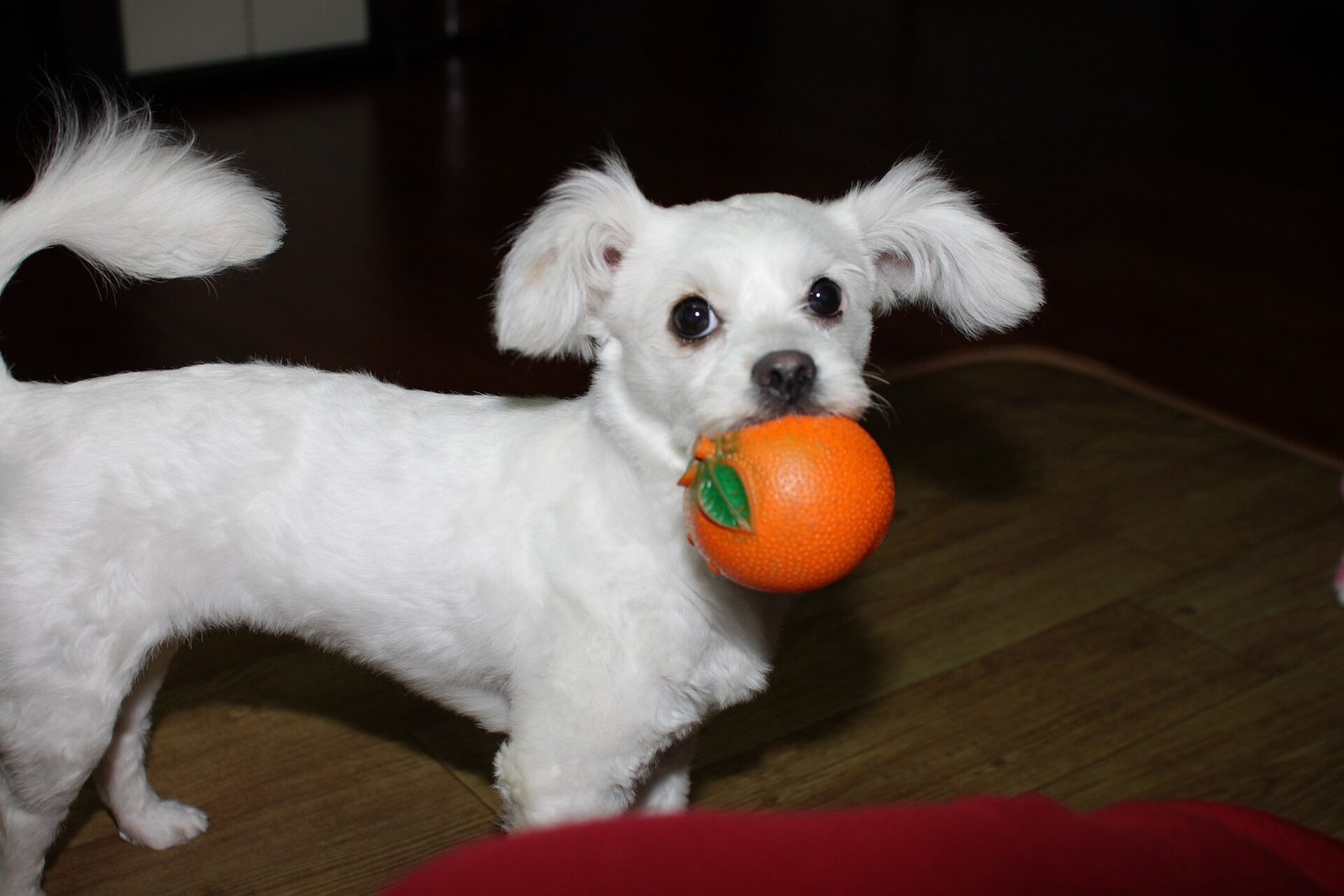 How to Stop Puppy Biting Without Punishment