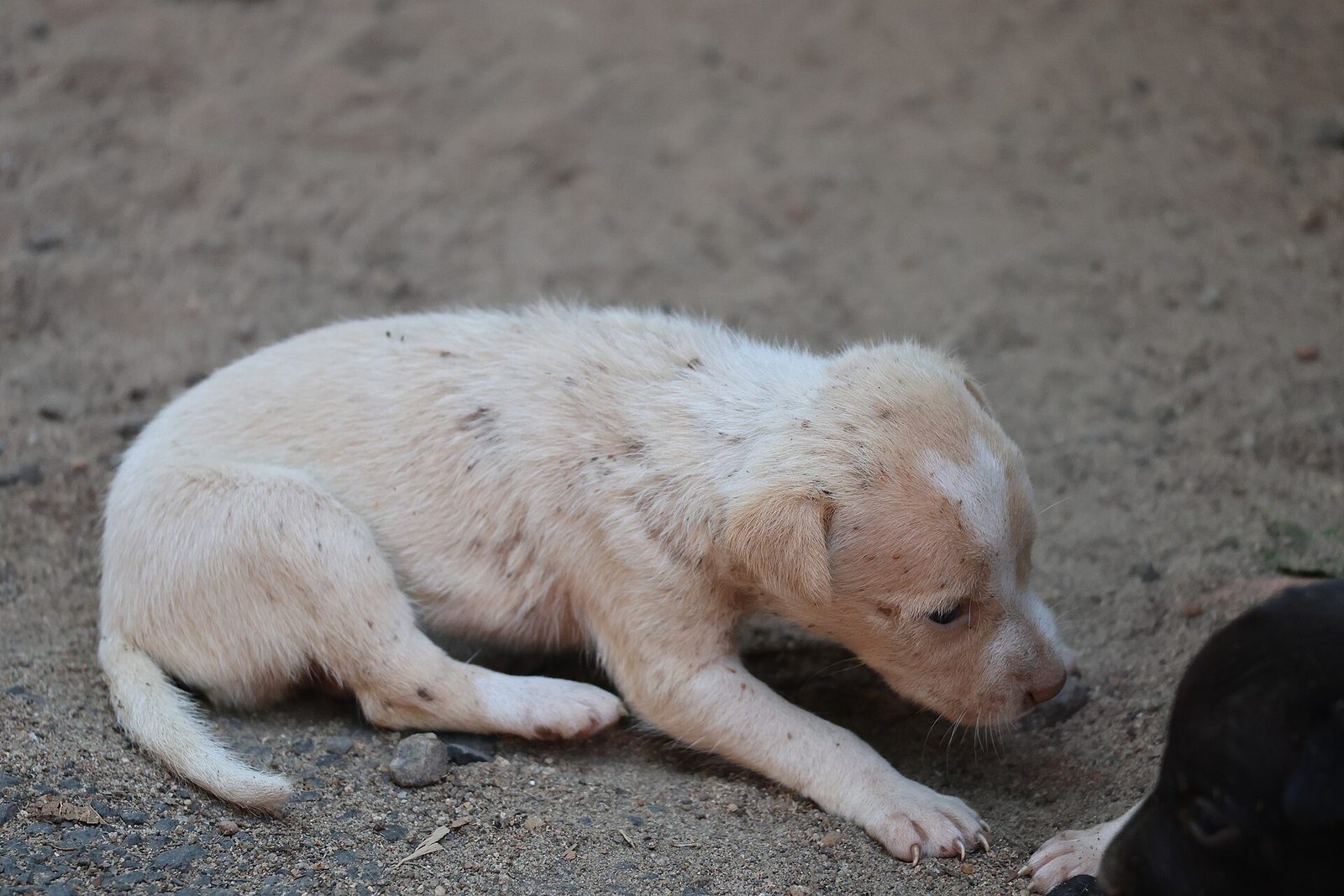 Puppy biting