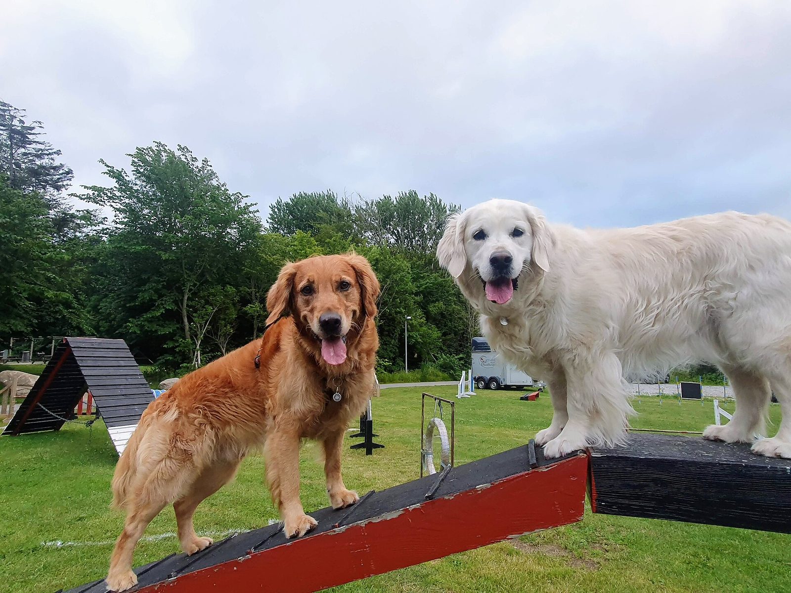 Reward-based training in action